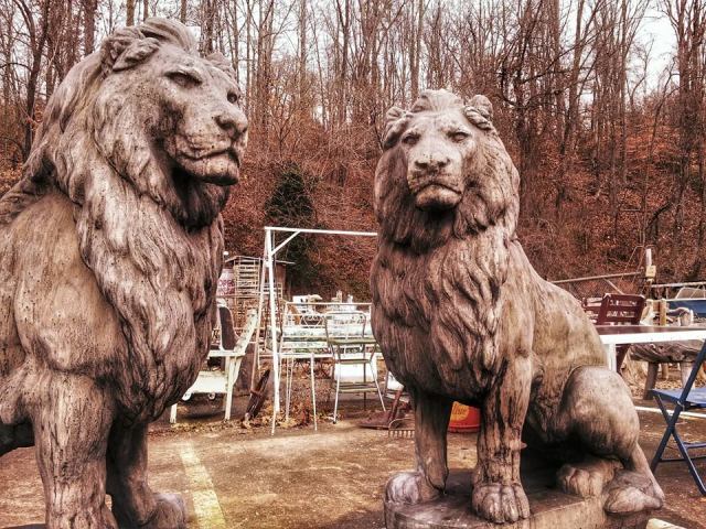 Yesterday's Photo of Lions
