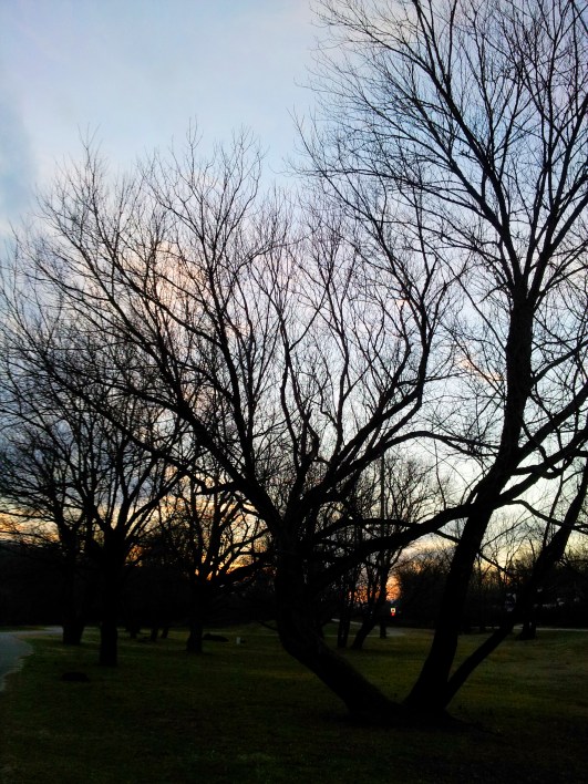 More Sunsets and Trees