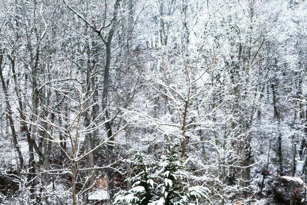 Tuesday morning woods