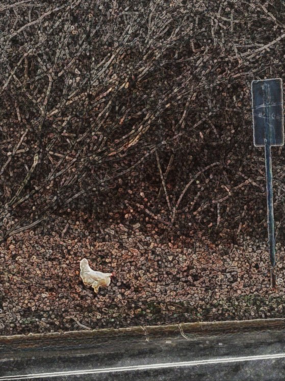 The Story of the Chicken