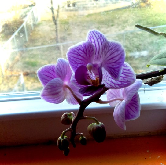 tiny kitchen orchid