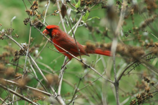 cardinal in the butterfly bush