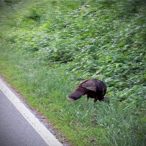 turkey on the loose