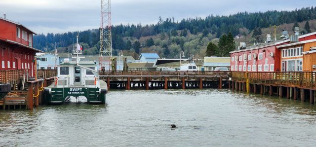 a color photo of, hmm, what do you call this? It's not a bay, it looks like part of a marina, but it isn't. It's some buildings on docks in Astoria Oregon with a sealion in the water in the foreground.