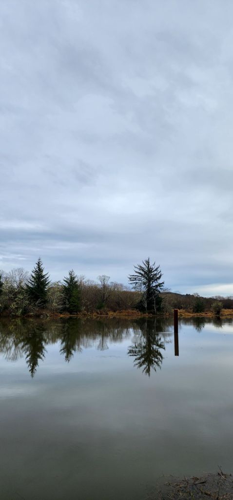 a photograph of a watery landscape with trees perfectly reflected in still water