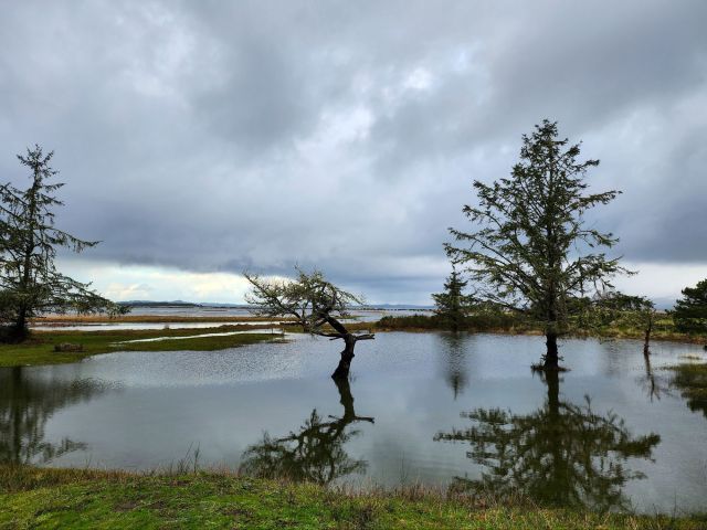 a photo of some trees in water; the water is not usually there
