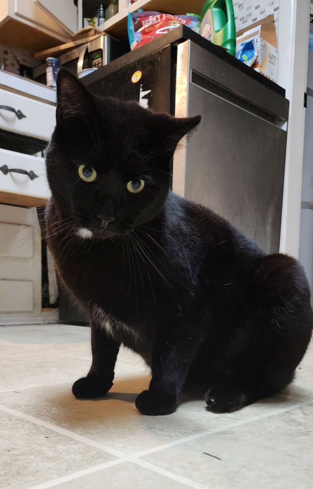 A photo of a black cat sitting on the kitchen floor.