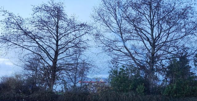 a photo taken at evening, hence blue, of some trees by the river. A ship is visible through the tree branches.