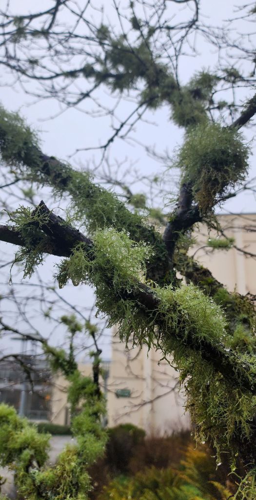 a close up of waterdrops on the airplant moss that hangs on PNW trees