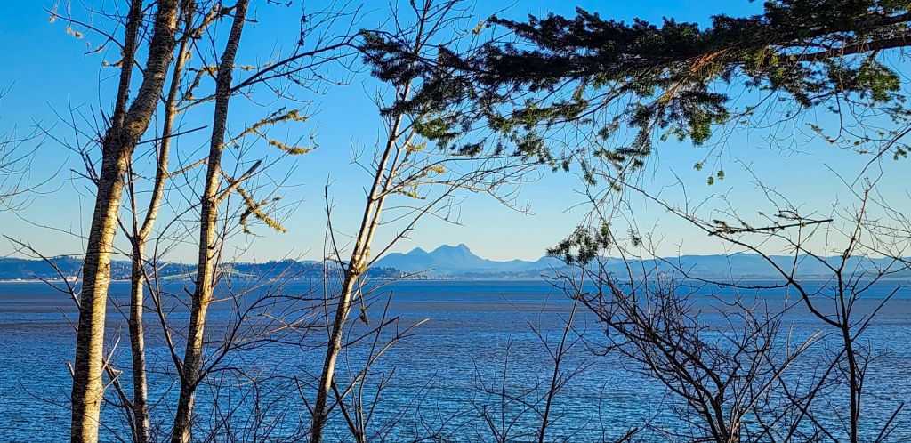 A photo of the blue Columbia river with tree branches in the foreground. In the background on the horizon is Saddle Mountain, the Astoria bridge and the small city of Astoria
