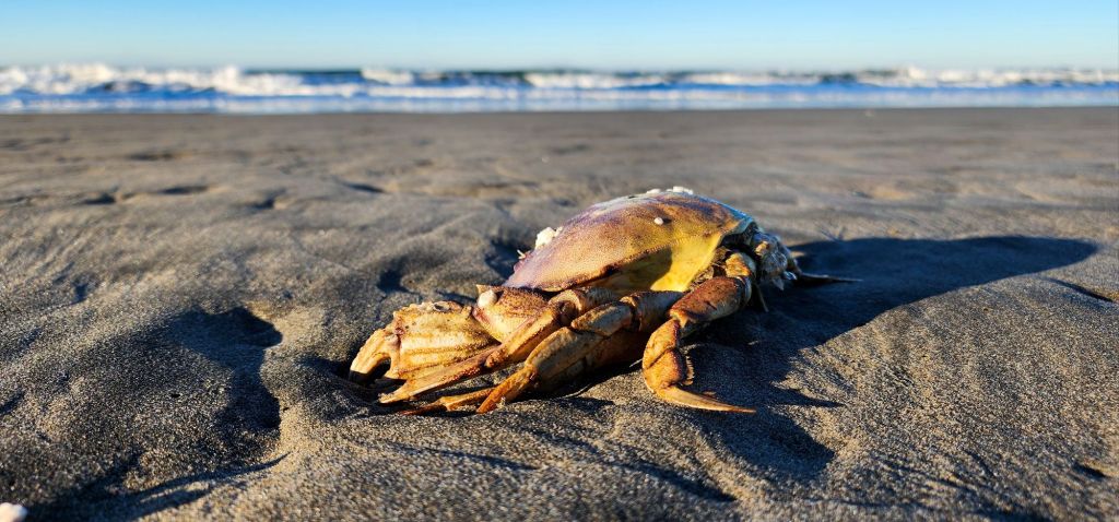 a closeup photo of what looks like a crab (it is a crab molt, or shell) on the beach with waves in the background