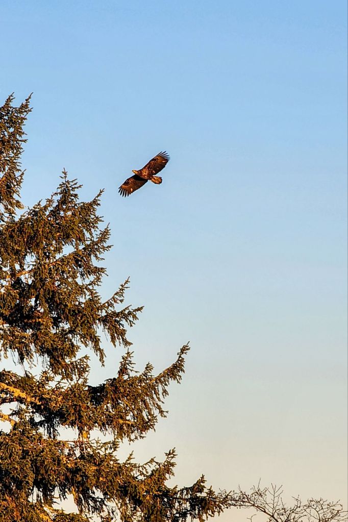 a photo of a large bird of prey over a spruce tree
