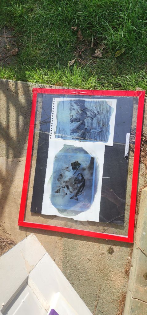 a photo of 2 cyanotype prints taking shape under a pane of glass in the sunshine