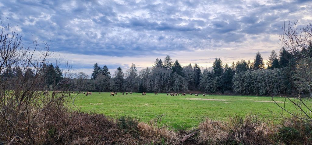 A big herd of elk over near the airport.