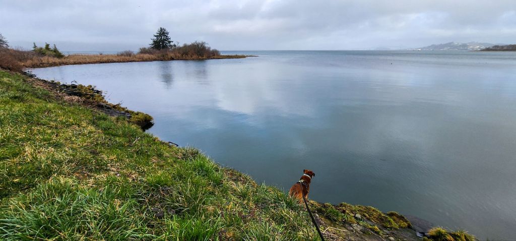 A dog on the edge of a very reflective body of water