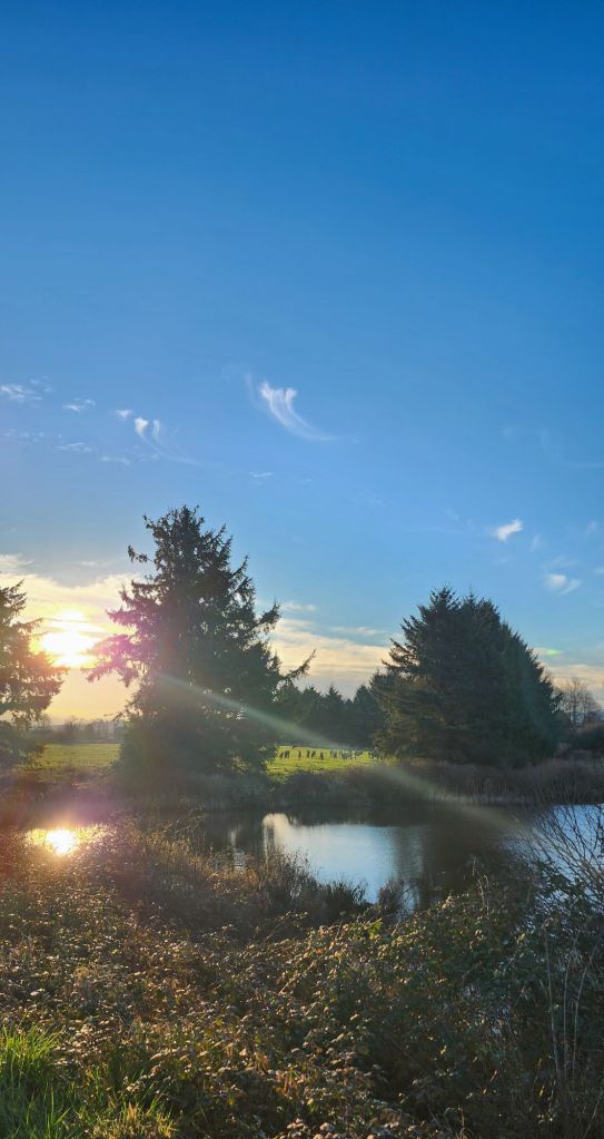 An illuminated field across a small creek with a herd of elk between two pine trees and morning sunlight beaming through