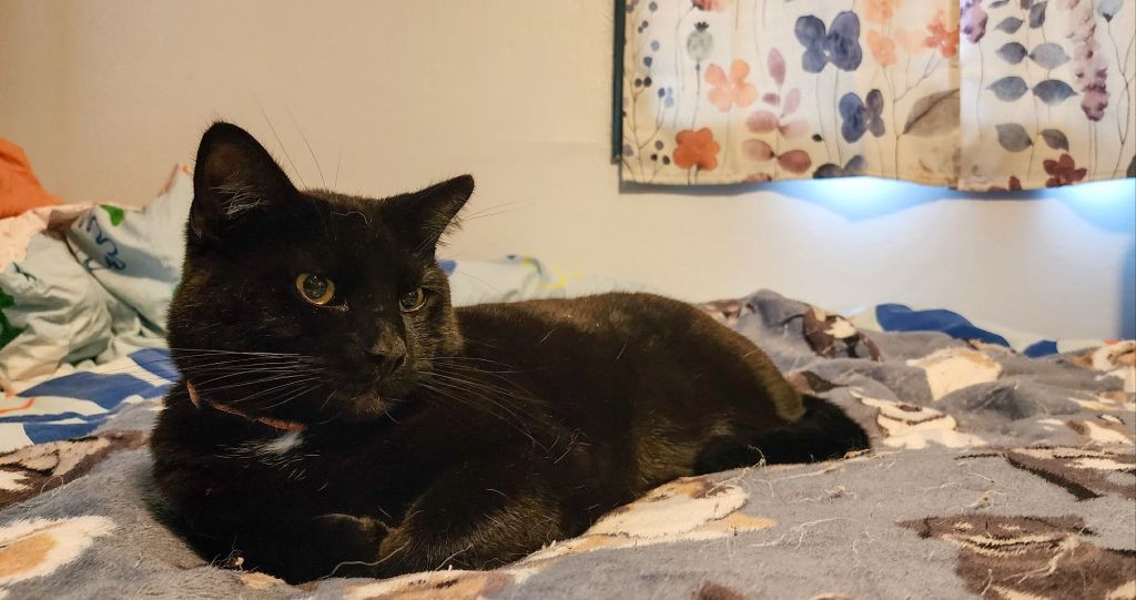 a black cat on a bed