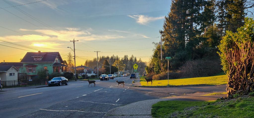 three deer crossing a busy road at evening on a sunny day