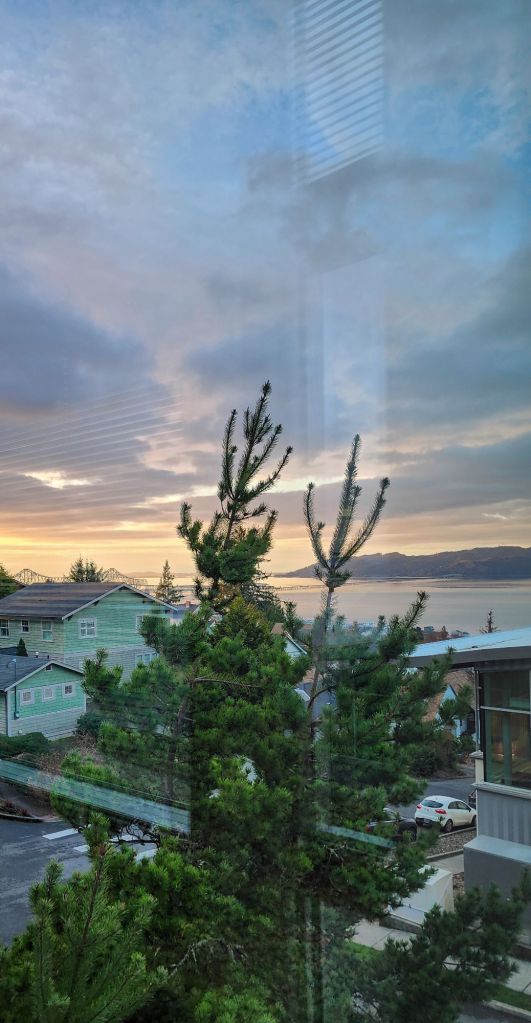 A pine tree in the foreground of a view of the Columbia river, houses and sunset sky