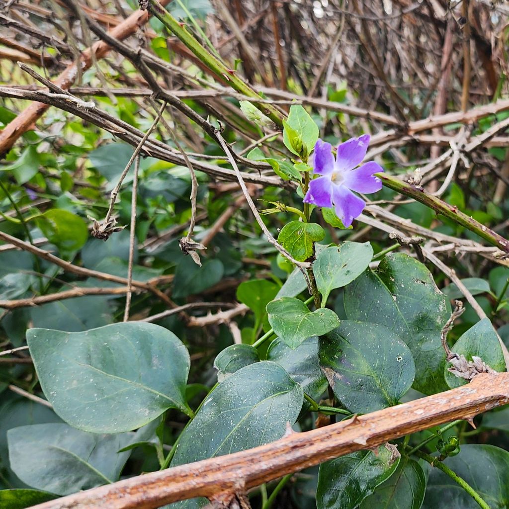 A color photo of a small purple flower surrounded by thorns