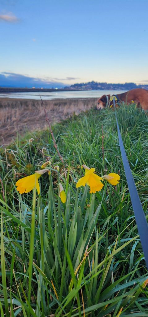 A color photo with daffodils in the foreground and a dog, youngs bay and Astoria in the background