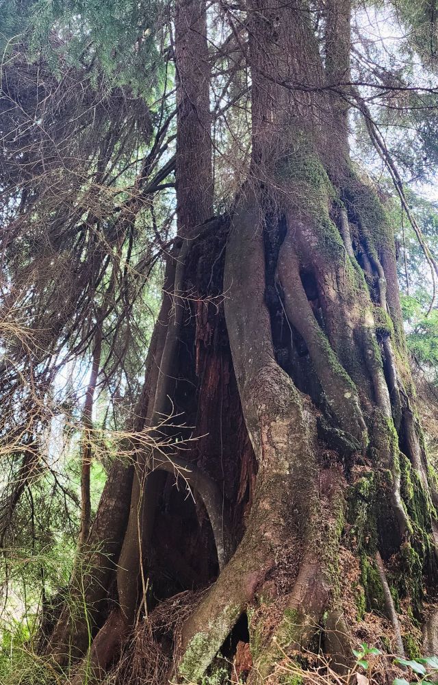 A color photo of a hollowed out rooted big coniferous tree