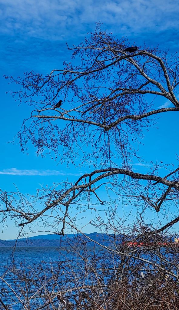 Two crows in a tree by the Columbia river.