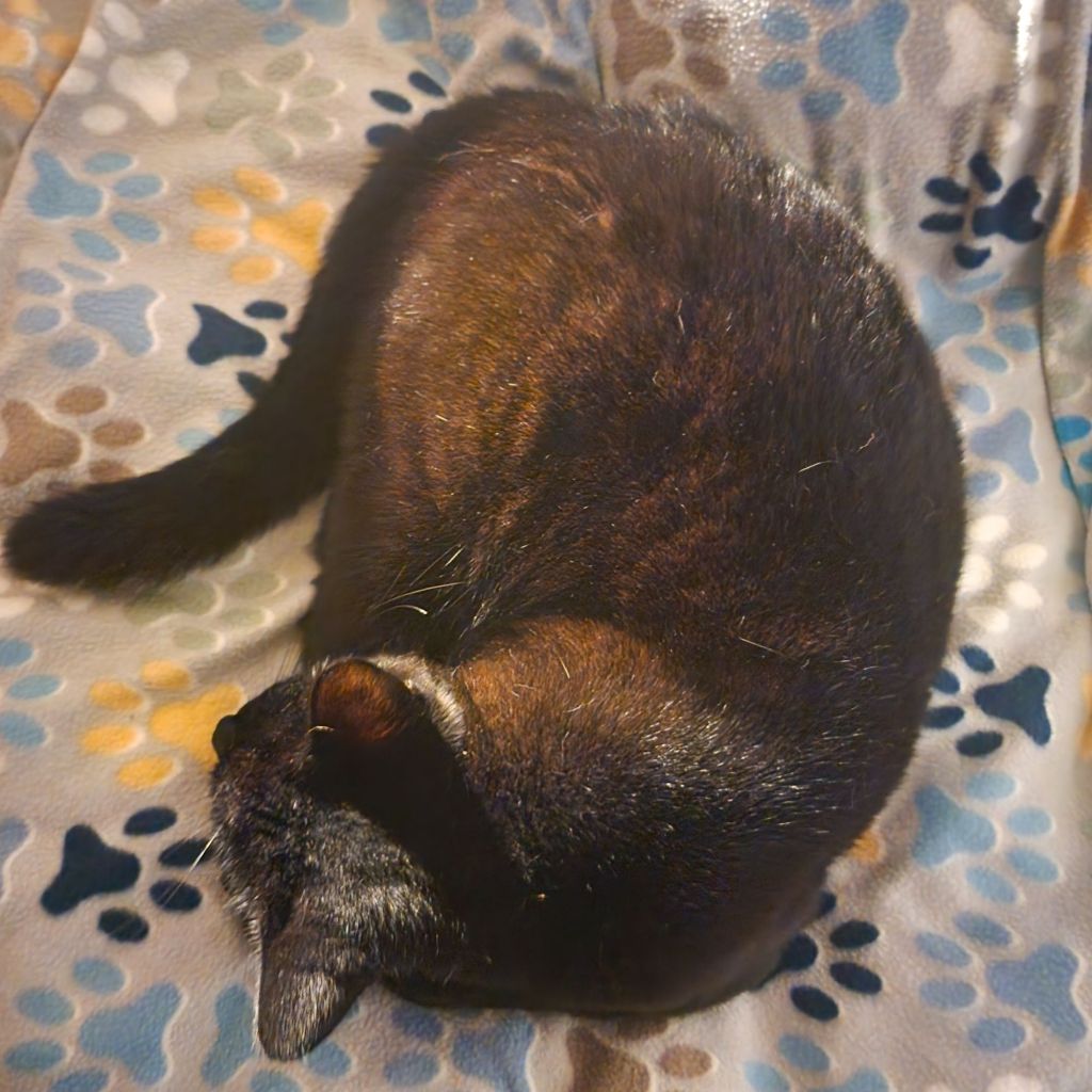 A cat curled in a ball on a blanket
