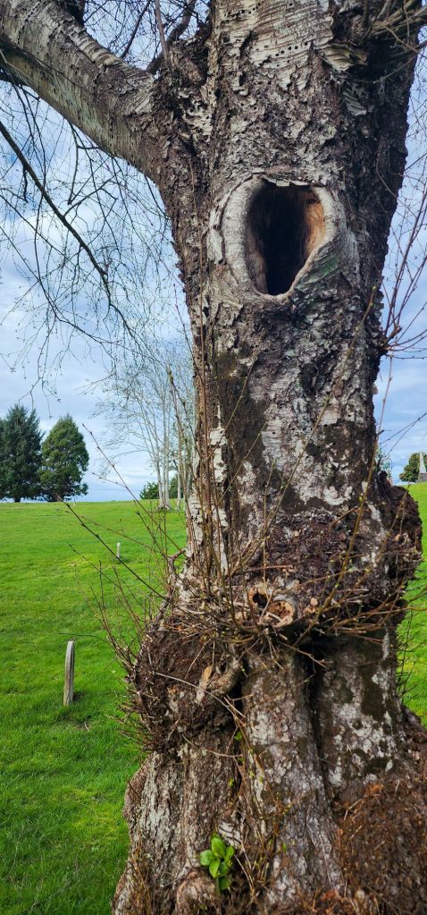a hollow tree in front of a green cemetery