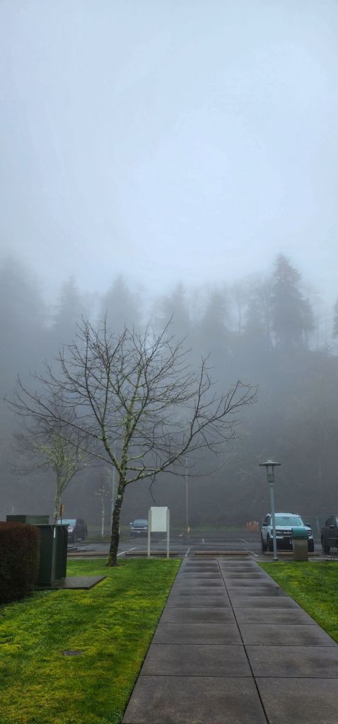a very foggy parking lot with fog obscured trees looming overhead