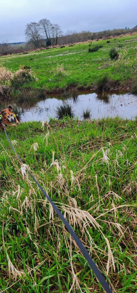 a crooked picture of green grass, a tiny creek and a bouncing dog