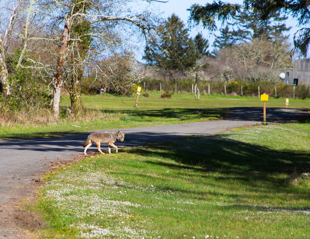 A color photo of a coyote walking through a park