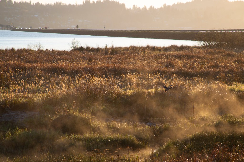a color photo of an estuary early in the morning with a couple ducks rising through golden lit mist. also there is a bridge with traffic.