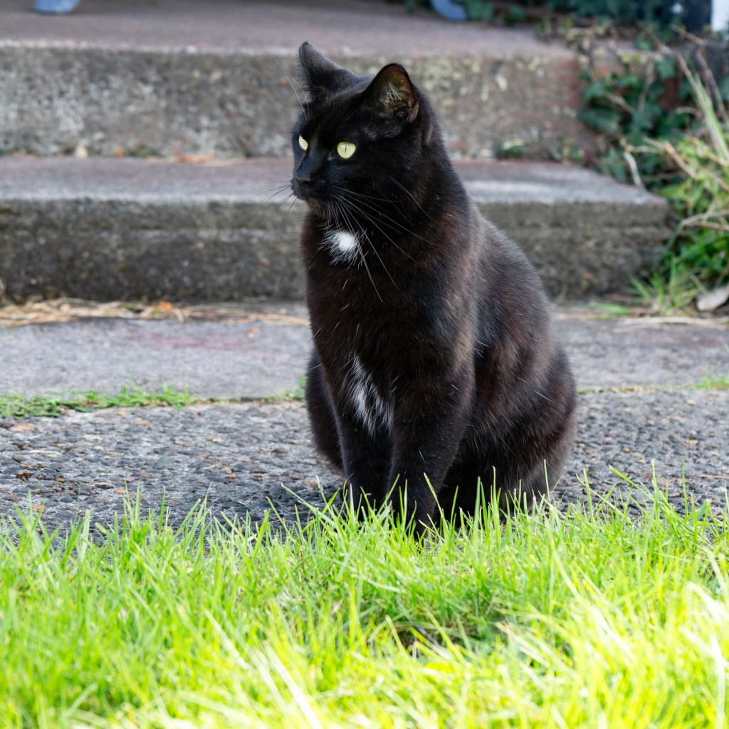 a square photo of a black cat sitting next to green grass
