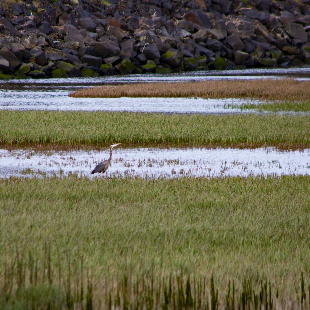 A square photo of a heron standing in a marsh