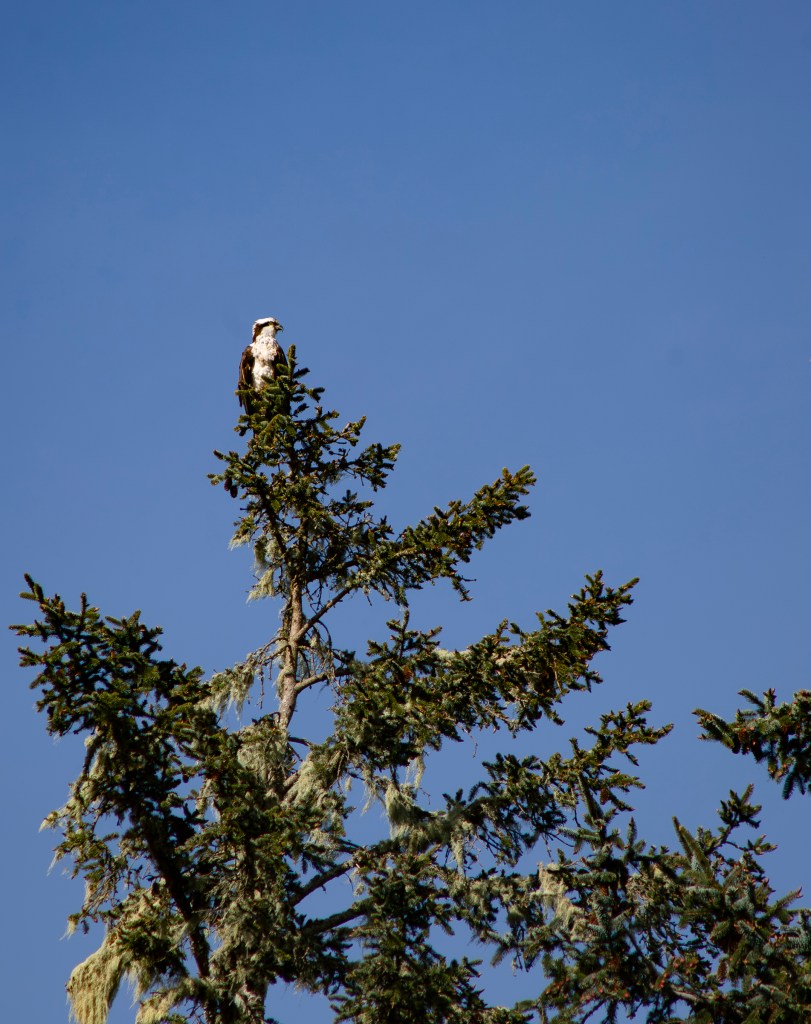 A photo of an osprey at the top of a pine tree