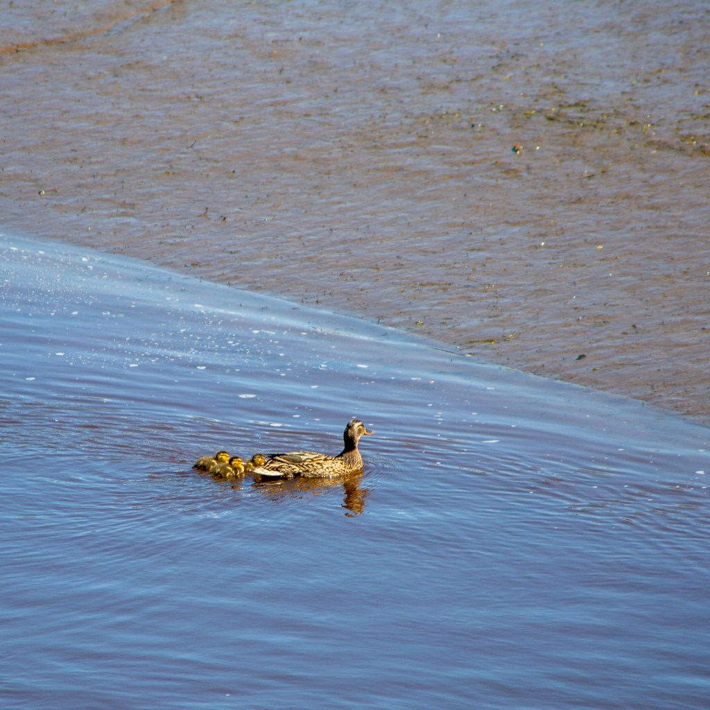 A mother duck and three ducklings approach a muddy bank