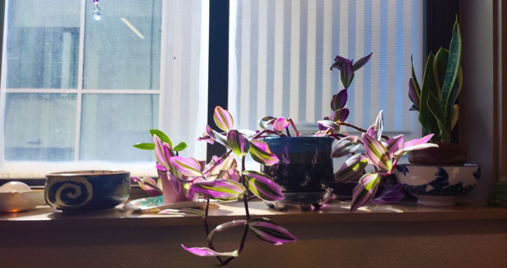 a tradescantia or inch plant in a sunny windowsill