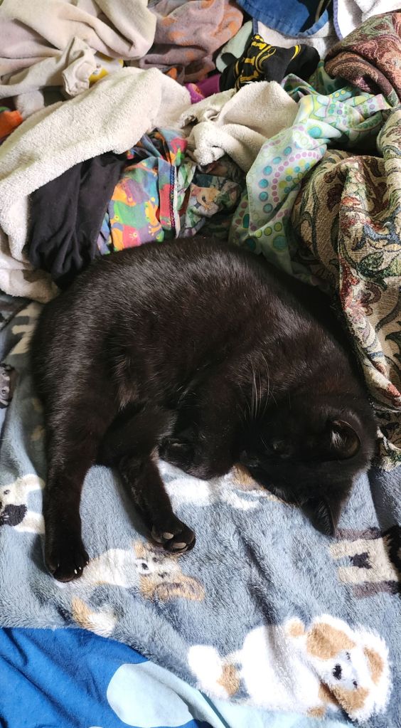 A black cat curled into a pile of clean laundry