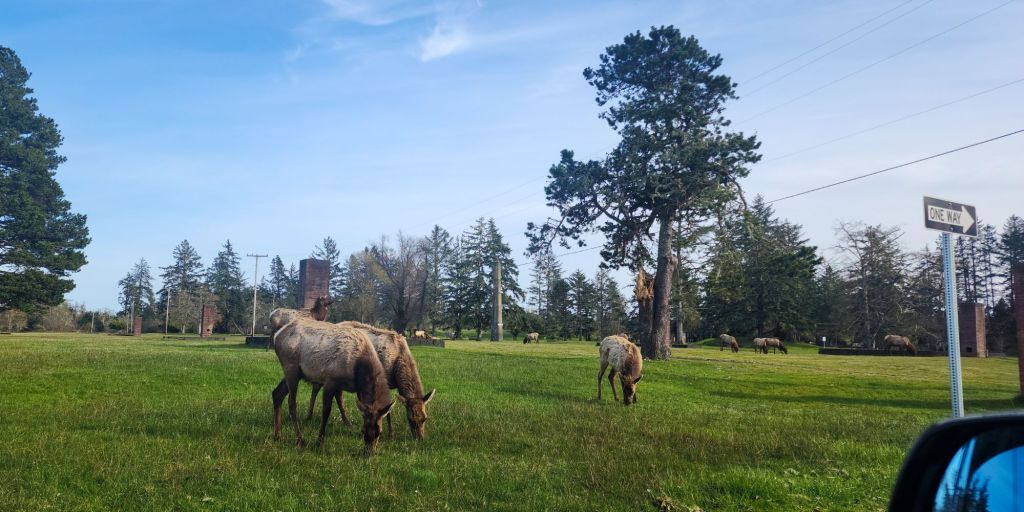 3 elk standing in a field, there are more in the background. 