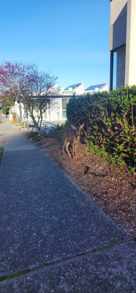 A deer on the side of a sidewalk on campus
