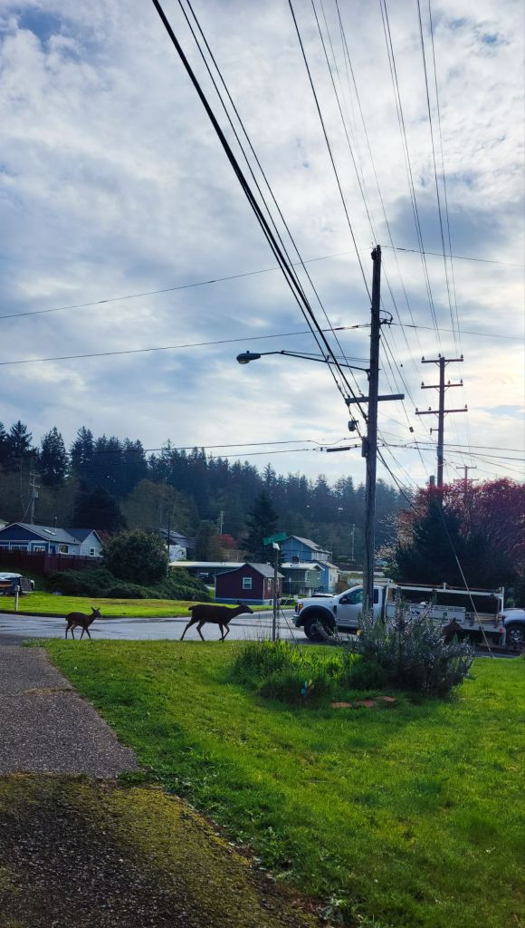 Deer crossing a yard in a neighborhood