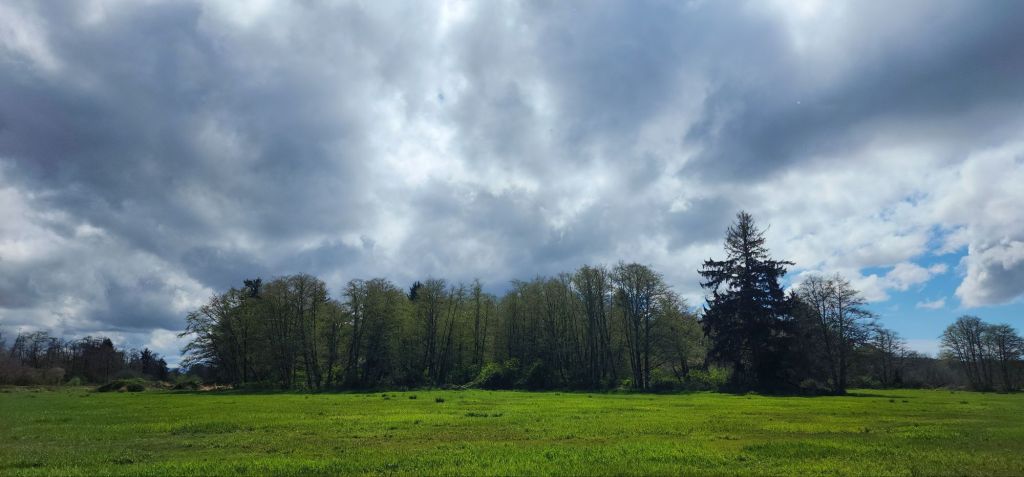 A green field, a line of darker trees and cloudy skies above
