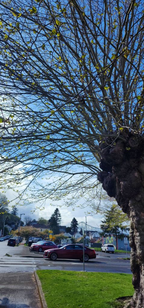 a large tree beginning to blossom