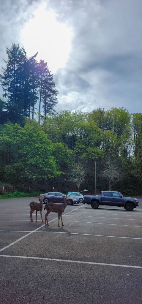 2 deer crossing a parking lot