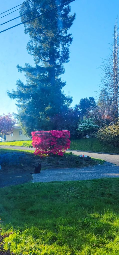 A black cat and a pink azalea bush