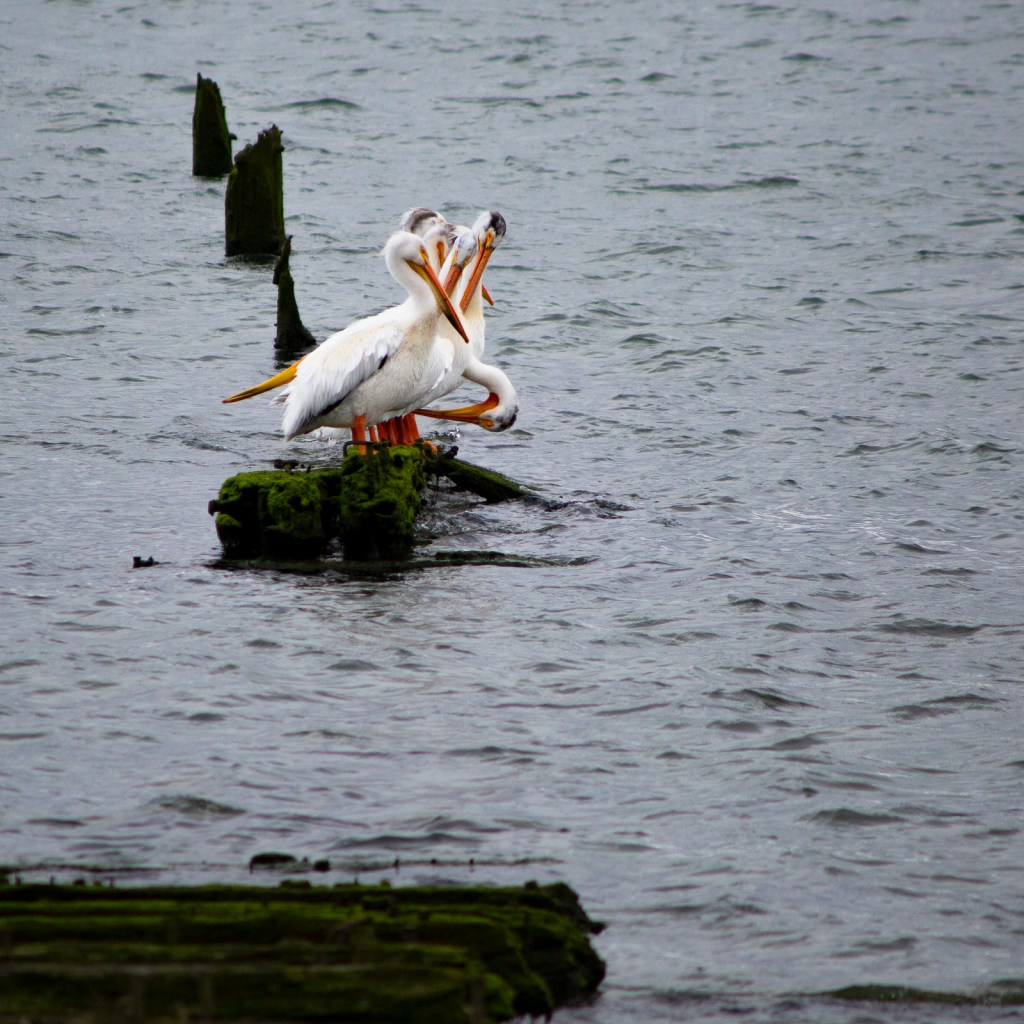White pelicans sit on old pilings in the water