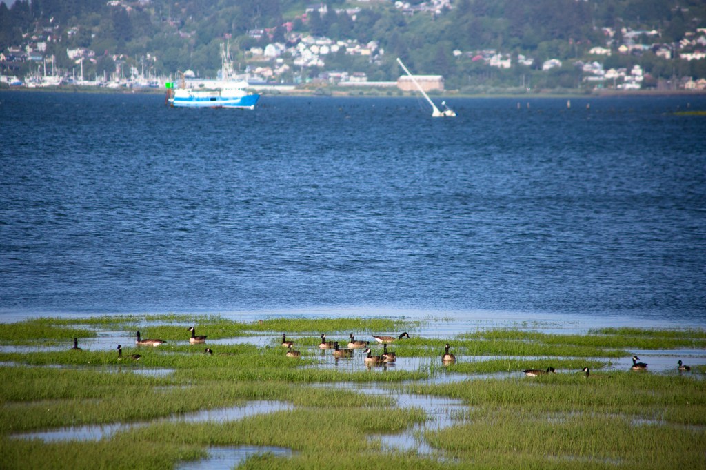 A flock of geese in the foreground among water grasses; in the background blue water, boats and a town