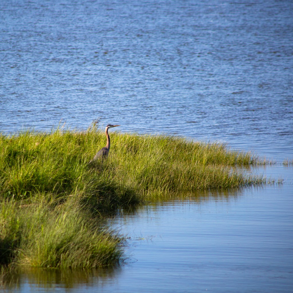 A heron in the marsh