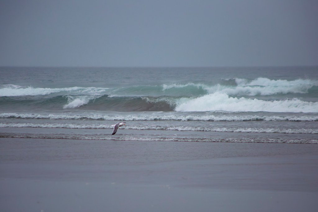 a gull flies close to the foggy beach with breaking waves behind them
